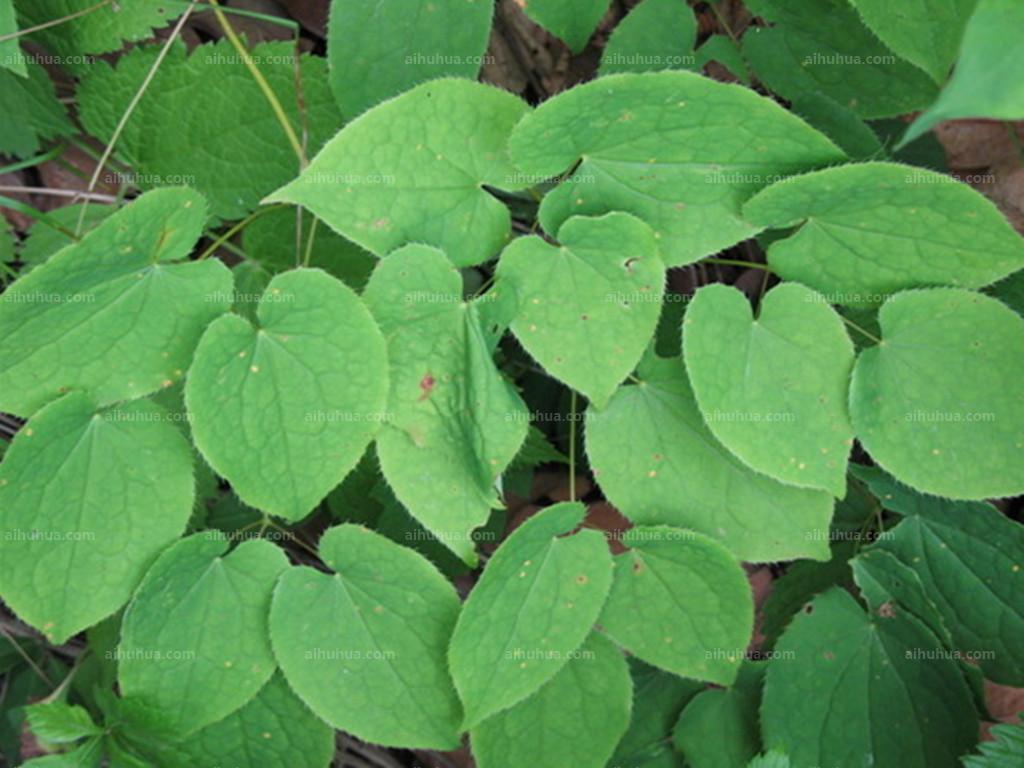 淫羊藿-六盘山药用植物-图片